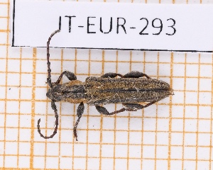  (Deilus rugosicollis kadleci - JT-EUR-293)  @11 [ ] CC-by (2023) Julien Touroult Museum national d'Histoire naturelle, Paris