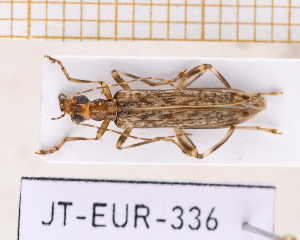  (Oedemera marmorata - JT-EUR-336)  @11 [ ] CC-By (2025) Julien Touroult MNHN