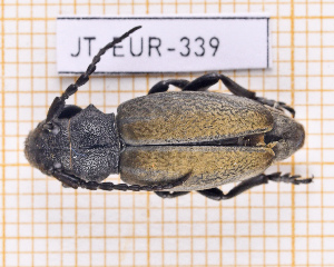  (Iberodorcadion fuliginator obesum - JT-EUR-339)  @11 [ ] CC-By (2025) Julien Touroult MNHN