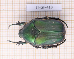  (Heterocotinis smaragdina - JT-GF-418)  @11 [ ] CC-by (2023) Julien Touroult Museum national d'Histoire naturelle, Paris