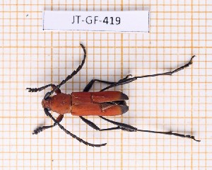  (Eriphus cardinalis - JT-GF-419)  @11 [ ] CC-by (2023) Julien Touroult Museum national d'Histoire naturelle, Paris