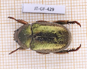  (Pelidnota granulata - JT-GF-429)  @11 [ ] CC-by (2023) Julien Touroult Museum national d'Histoire naturelle, Paris