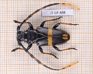  (Trachyderes cingulatus - JT-GF-438)  @11 [ ] CC-by (2023) Julien Touroult Museum national d'Histoire naturelle, Paris