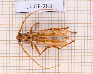  (Eburodacrys truncata - JT-GF-283)  @11 [ ] Creative common (2022) Julien Touroult Museum national d'Histoire naturelle, Paris