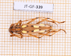  (Eburodacrys sexmaculata - JT-GF-339)  @11 [ ] Creative common (2022) Julien Touroult Museum national d'Histoire naturelle, Paris