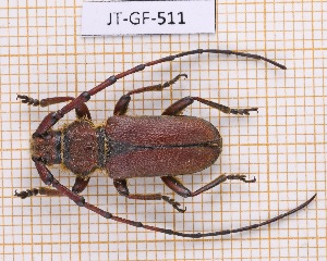 (Deretrachys chilensis - JT-GF-511)  @11 [ ] CC-by (2023) Julien Touroult Museum national d'Histoire naturelle, Paris