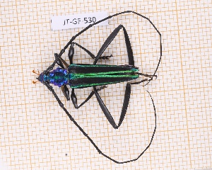  (Callichroma viridipes - JT-GF-530)  @11 [ ] CC-By (2025) Julien Touroult MNHN