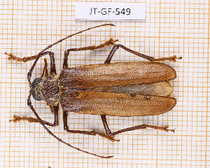  (Trichoderes - JT-GF-549)  @11 [ ] CC-By (2025) Julien Touroult MNHN