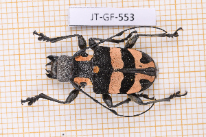  (Jurua - JT-GF-553)  @11 [ ] CC-By (2025) Julien Touroult MNHN