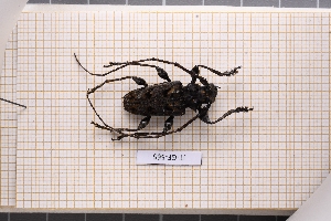  (Aegomorphus gigas - JT-GF-565)  @11 [ ] CC-By (2025) Julien Touroult MNHN