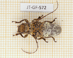  (Oncideres barclayi - JT-GF-572)  @11 [ ] CC-By (2025) Julien Touroult MNHN