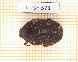  (Hoplopyga cerdani - JT-GF-573)  @11 [ ] CC-By (2025) Julien Touroult MNHN