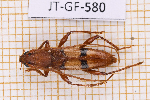  (Clausirion - JT-GF-580)  @11 [ ] CC-By (2025) Julien Touroult MNHN