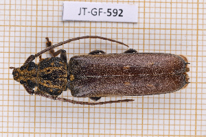  (Praxithea guianensis - JT-GF-592)  @11 [ ] CC-By (2025) Julien Touroult MNHN