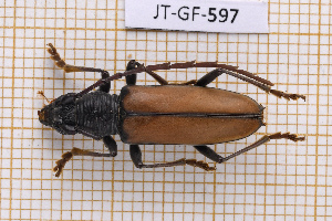  ( - JT-GF-597)  @11 [ ] CC-By (2025) Julien Touroult MNHN