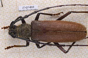  (Plocaederus - JT-GF-610)  @11 [ ] CC-By (2025) Julien Touroult MNHN