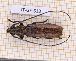  ( - JT-GF-613)  @11 [ ] CC-By (2025) Julien Touroult MNHN