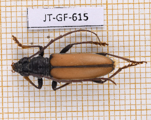  (Hamaederus - JT-GF-615)  @11 [ ] CC-By (2025) Julien Touroult MNHN