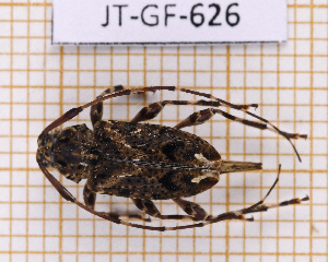  ( - JT-GF-626)  @11 [ ] CC-By (2025) Julien Touroult MNHN