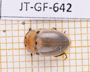  (Iphiclus - JT-GF-642)  @11 [ ] CC-By (2025) Julien Touroult MNHN