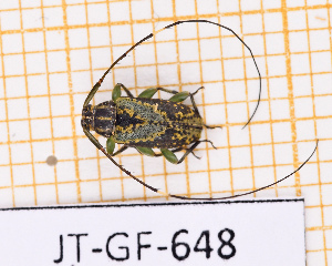  (Trichonius - JT-GF-648)  @11 [ ] CC-By (2025) Julien Touroult MNHN