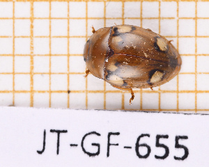  (Iphiclus oculatus - JT-GF-655)  @11 [ ] CC-By (2025) Julien Touroult MNHN