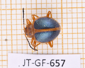  (Corynomalus - JT-GF-657)  @11 [ ] CC-By (2025) Julien Touroult MNHN