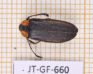 (Lucidota pennata - JT-GF-660)  @11 [ ] CC-By (2025) Julien Touroult MNHN