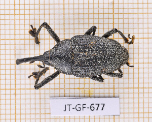  ( - JT-GF-677)  @11 [ ] CC-By (2025) Julien Touroult MNHN