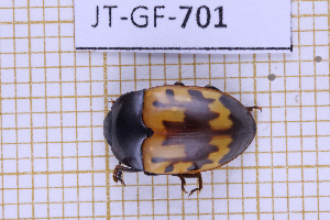  (Iphiclus ramosus - JT-GF-701)  @11 [ ] CC-By (2025) Julien Touroult MNHN