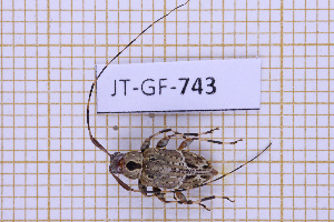  (Nealcidion belizonense - JT-GF-743)  @11 [ ] CC-By (2025) Julien Touroult MNHN