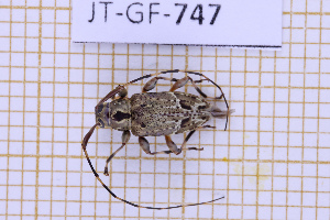  ( - JT-GF-747)  @11 [ ] CC-By (2025) Julien Touroult MNHN