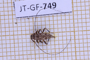  (Hyperplatys griseomaculatus - JT-GF-749)  @11 [ ] CC-By (2025) Julien Touroult MNHN
