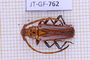 (Oxymerus flavescens - JT-GF-762)  @11 [ ] CC-By (2025) Julien Touroult MNHN