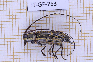  (Colobothea hirtipes - JT-GF-763)  @11 [ ] CC-By (2025) Julien Touroult MNHN