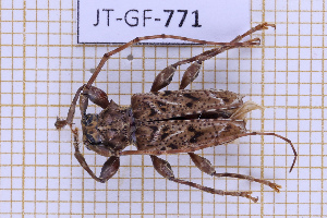  (Aegomorphus vetustus - JT-GF-771)  @11 [ ] CC-By (2025) Julien Touroult MNHN