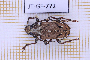  (Symperasmus thoracicus - JT-GF-772)  @11 [ ] CC-By (2025) Julien Touroult MNHN