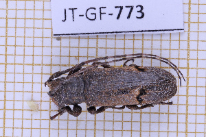  ( - JT-GF-773)  @11 [ ] CC-By (2025) Julien Touroult MNHN