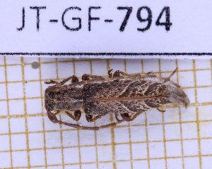  (Tethystola - JT-GF-794)  @11 [ ] CC-By (2025) Julien Touroult MNHN