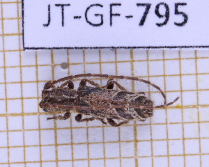  ( - JT-GF-795)  @11 [ ] CC-By (2025) Julien Touroult MNHN