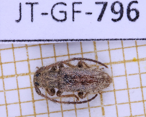  (Eupogonius albipilis - JT-GF-796)  @11 [ ] CC-By (2025) Julien Touroult MNHN