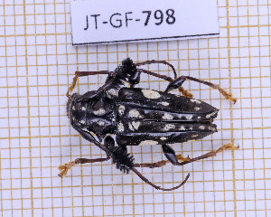  (Discopus spectabilis - JT-GF-798)  @11 [ ] CC-By (2025) Julien Touroult MNHN