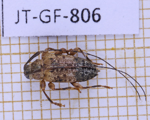  (Nealcidion badium - JT-GF-806)  @11 [ ] CC-By (2025) Julien Touroult MNHN