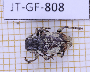  (Octotapnia - JT-GF-808)  @11 [ ] CC-By (2025) Julien Touroult MNHN