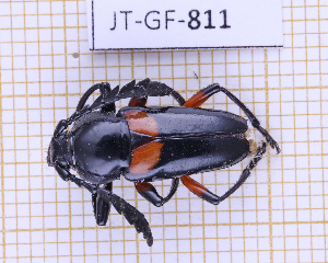  (Lissonotus unifasciatus - JT-GF-811)  @11 [ ] CC-By (2025) Julien Touroult MNHN