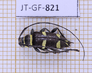  (Alcidion sulphurifer - JT-GF-821)  @11 [ ] CC-By (2025) Julien Touroult MNHN