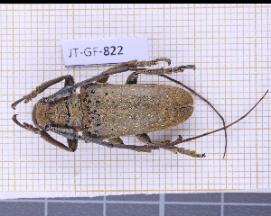  (Oncideres albopicta - JT-GF-822)  @11 [ ] CC-By (2025) Julien Touroult MNHN