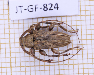  (Nealcidion venosum - JT-GF-824)  @11 [ ] CC-By (2025) Julien Touroult MNHN