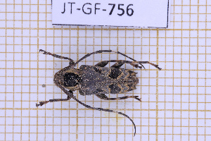  (Colobothea assimilis - JT-GF-756)  @11 [ ] CC-By (2025) Julien Touroult MNHN