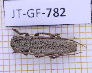 (Ataxia uniformis - JT-GF-782)  @11 [ ] CC-By (2025) Julien Touroult MNHN
